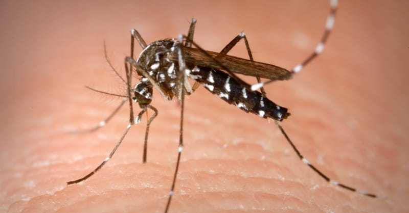 Health Officials Warn Zika Could be Worse for U.S. Than Expected