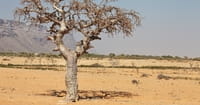 Severe Drought in Somalia Turns Deadly