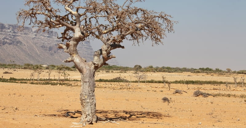 More Than 20 Million in Africa, Middle East at Risk of Starvation