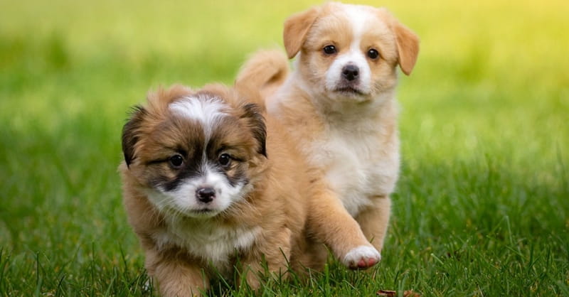 Fur Babies: Pets, Children, and the Triumph of Autonomy