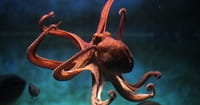 The Octopus Outsmarts Darwin Again: Self-Taught Cephalopods
