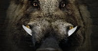 Wild Boars Attack ISIS Militants in Iraq