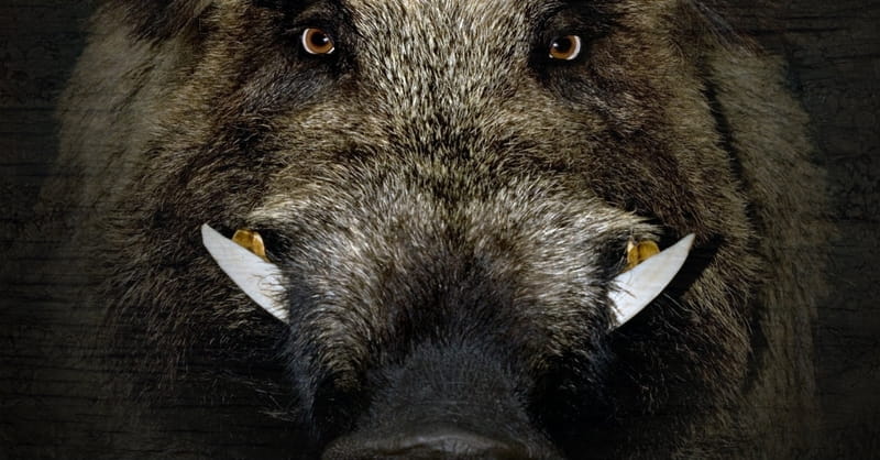 10 Wild Boars T D Militants 10 Wild Boars T D Militants