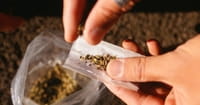 In Red-state Oklahoma, Marijuana Ballot Question Splits People of Faith