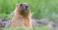 Did You Know That Groundhog Day Has Christian Origins?