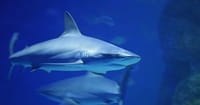 How to Survive a Shark Attack