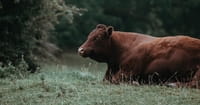 Jewish Group Says Biblical End Times Prophecy Fulfilled with Birth of 'Perfect' Red Cow
