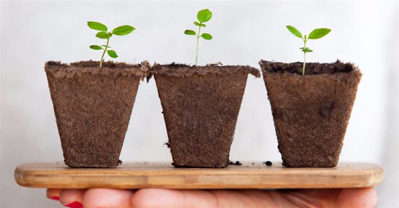 Union Theological Seminary Urges Its Students to Confess Sins to Plants