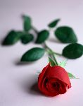 On Valentine's Day, Remember God Loves the Fatherless