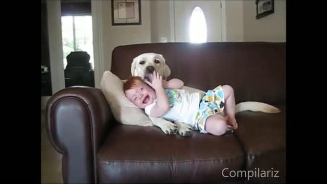 The Best Compilation Of Babies Laughing At Dogs On Internet Babies Laughing At Dogs