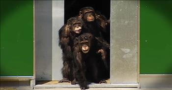 Freedom is a beautiful thing and something that we often take for granted. These chimpanzees, held in labs for research for years, finally experienced that freedom and went outside. This video absolutely touched my heart!