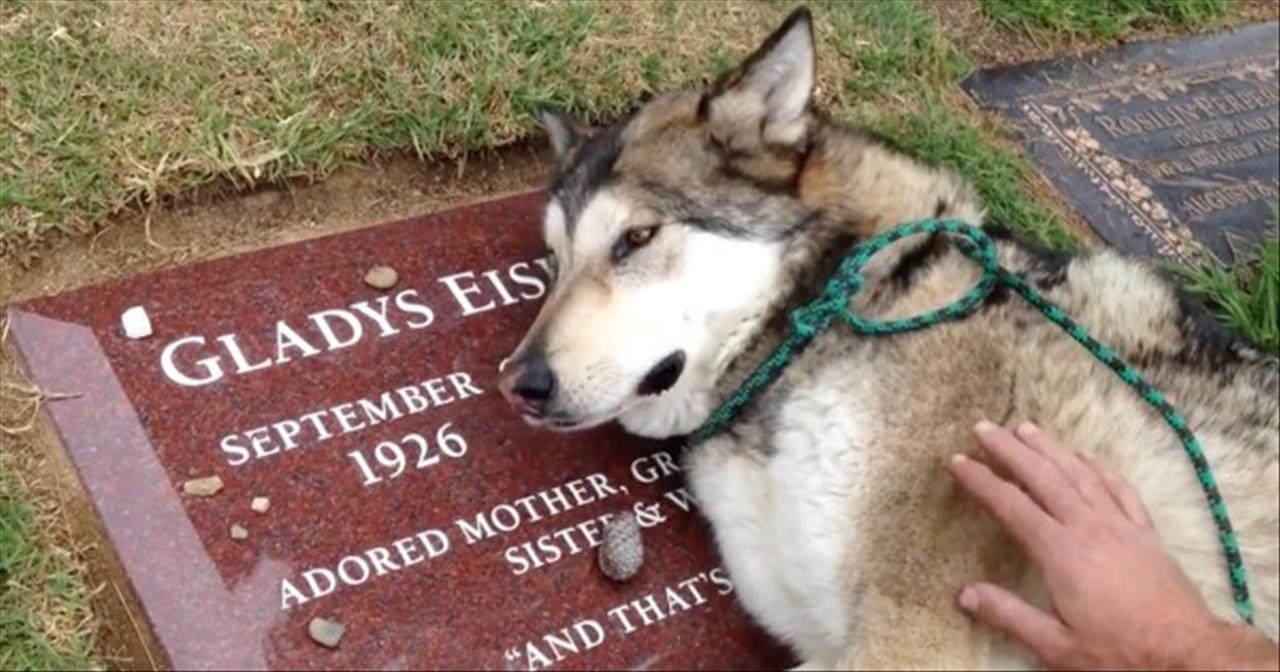 Heartbroken Dog Cries On Owner’s Grave