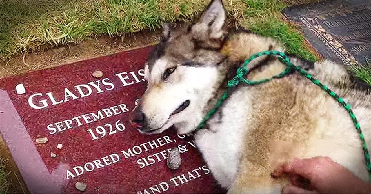 Heartbroken Dog Cries On Owner's Grave - Inspirational Videos
