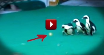 Hilarious Animals Chase Lasers!