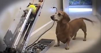 This Puppy Doesn't Need Any Help Playing Fetch!