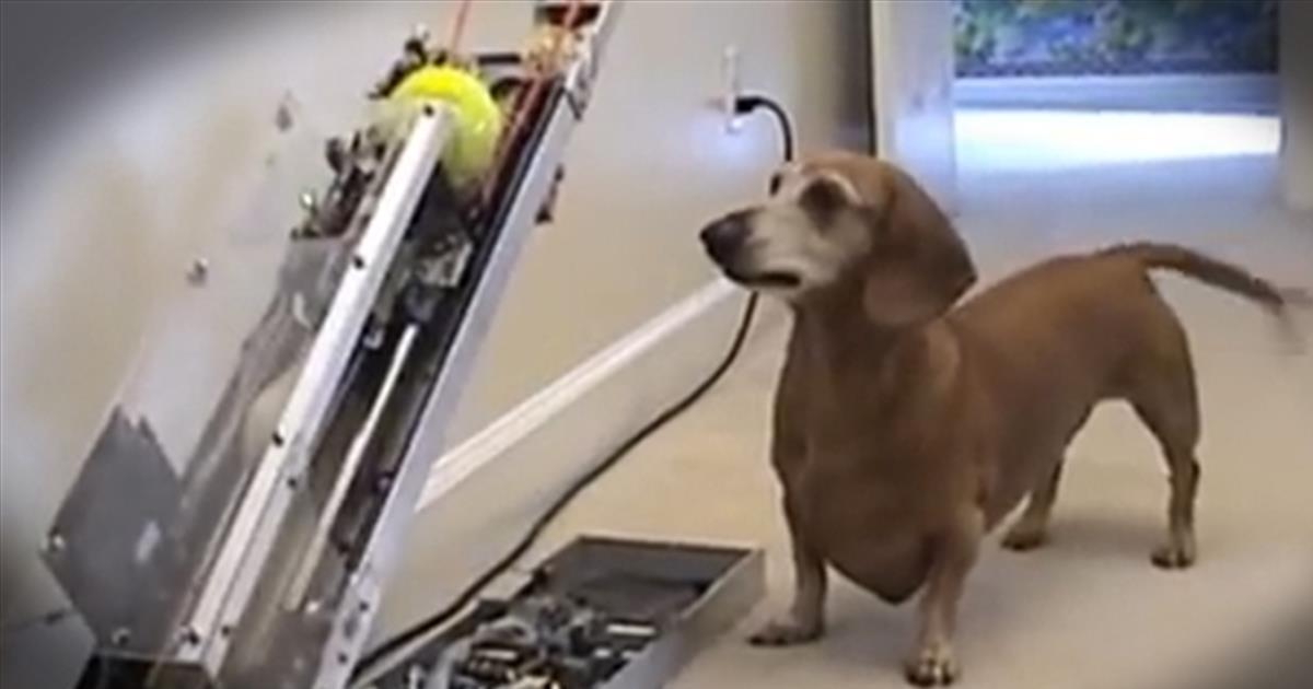 This Puppy Doesn't Need Any Help Playing Fetch! Comedy Videos