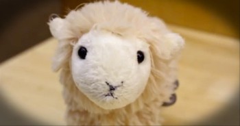 Lamby is like all of us, he just wants to be accepted and loved.  The lengths that Lamby goes to fight for friendship will melt your heart.  His sweet version of "Counting Stars" is just precious.  Enjoy!