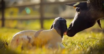 This Little Lamb Can Teach Us an Important Life Lesson