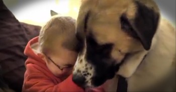 7-year-old Owen lives a life of physical pain, but his best friend Haatchi, helps him forget that he's sick. Owen's loving canine pal has overcome some tough circumstances of his own, but together, this pair is unstoppable!
