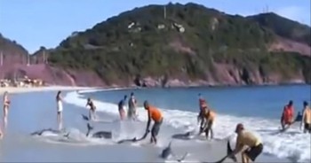 From its opening scene of strangers working together to rescue a kitten from a bridge, to the final shot of a whale waving in gratitude, and every amazing act in between. . .this beautiful video will move you.  We are the caretakers on this planet, and it's heartwarming to see people step in to rescue God's creatures in need!