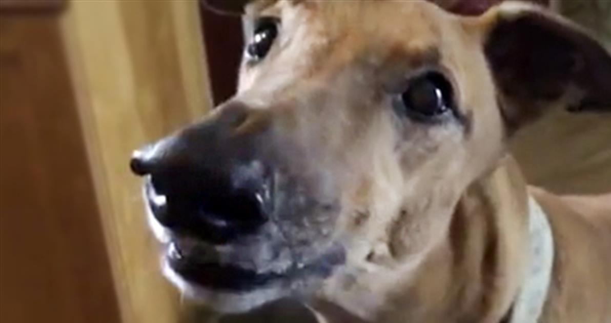 Meet the World's Newest Breed of Dog The Chainsaw Dog! Cute Videos