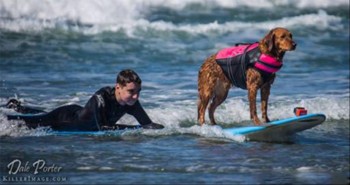 Surfing Dog Grants Wish For Teen With Brain Cancer