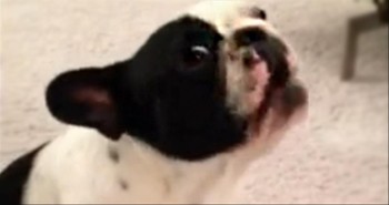 Dog singing Hallelujah