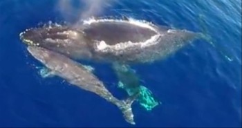 Man Thanks the Lord for This Jaw-Dropping Video of Dolphins Stampeding with Whales