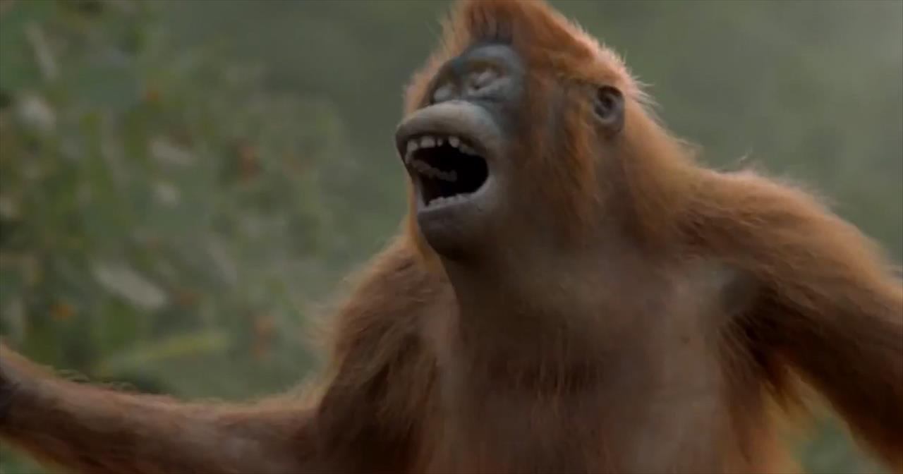  Dancing Orangutan  Has The Best Moves Staff Picks