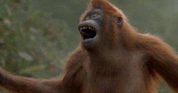 Funny Orangutan Has Best Dance Moves We've Ever Seen!