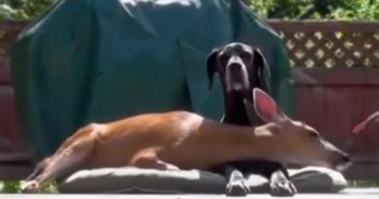 These Unlikely Animal Pairs Will Melt Your Heart