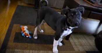 Shortly after they gave this beautiful pooch a forever home, their adopted dog did the most amazing thing that saved their lives!  Check out this adorable hero dog.