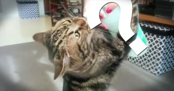 This Cute Pet is Obsessed with the Funniest Thing
