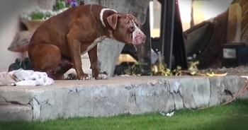 This sick pit bull was homeless and living in terrible conditions.  You have to see how he looks after the rescue--his joy just radiates from him!