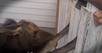 A homeowner got the shock of a lifetime when he learned there was a baby moose trapped in his fence gate.  The poor creature didn't clear the jump, and it was up to these kind men to save him!