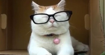 Hilarious Dancing Cats Will Make Your Day