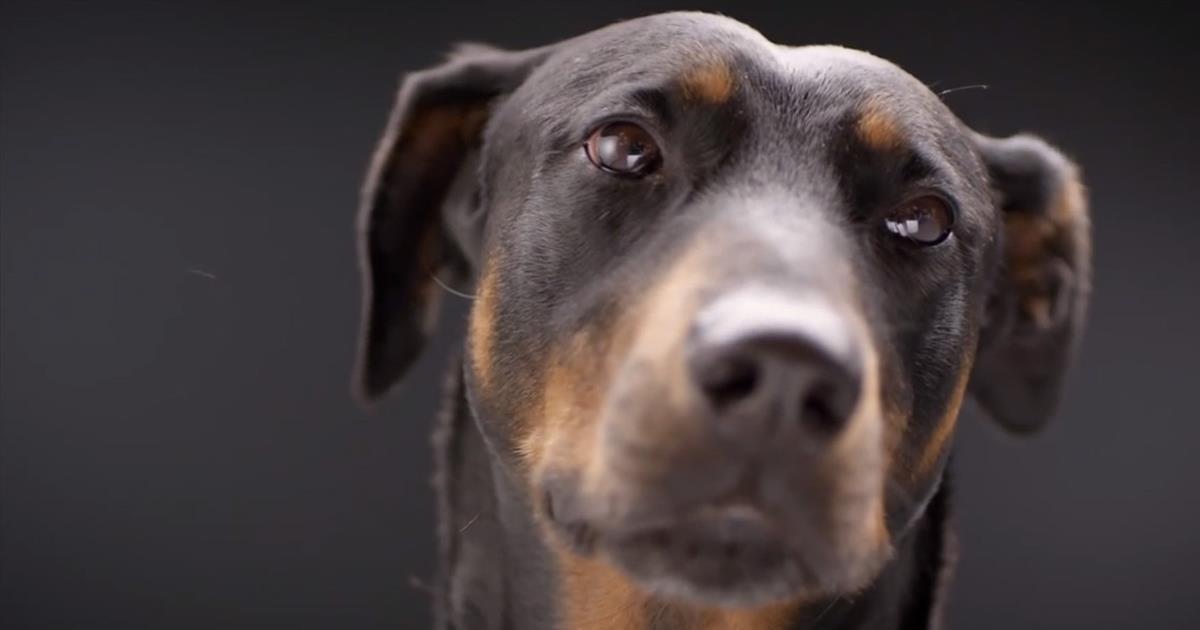 Dog SHOCKS Everyone With His LifeSaving Trick! Inspirational Videos