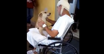One patient dog waited outside the hospital for 8 days, while his owner has to stay inside. Their reunion is full of pure happiness!