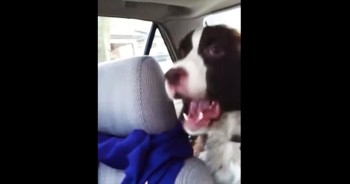 This Dog Is So Excited He Can't Stand It. I Think He May Be NUTS For This Squirrel!
