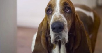 Humans Are a Dog's Best Friend. This Awesome Dog Proves It.