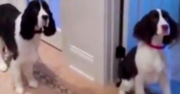 2 Dancing Dogs Work Up An Appetite In The Funniest Way