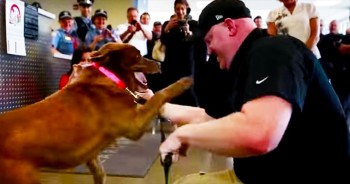 This touching reunion is so sweet that bystanders and members of the media all broke out in applause! Sgt. Jason Bos could barely wait to see his military service dog, Cece again. This is just the sweetest!
