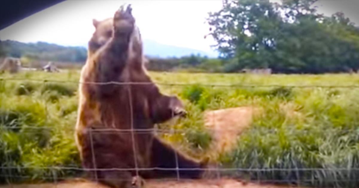 The FRIENDLIEST Bear You’ll Ever Meet - Cute Videos