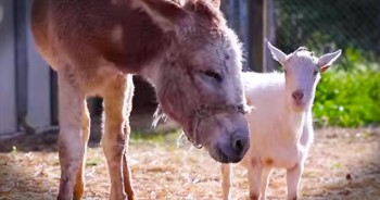 Grieving Goat Refused To Eat Until He Was Reunited with His Best Friend