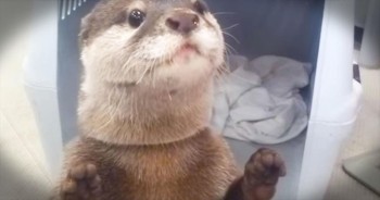 Wait Til You See Why This Otter Is Squealing With Delight!