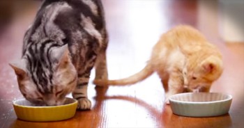 Being A Kitten Is A Lot Harder Than I Thought! But It's Still Adorable. LOL