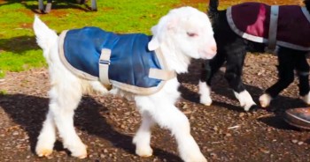 Frostie The Snow Goat Is Ditching His Wheels And Reaching For The Sky!