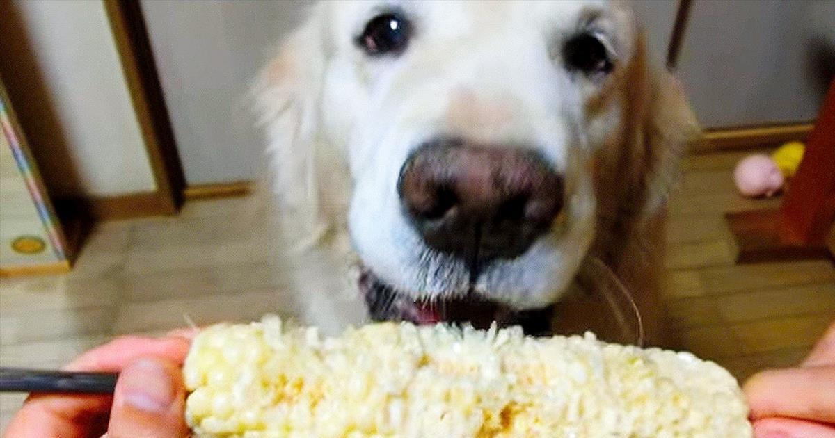 This Pup Sure Does Love Her Veggies – It’s Almost Too Cute To Handle ...