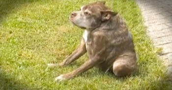 Quasi Modo rose to fame after being named runner-up in the World’s Ugliest Dog Contest. But to her owner’s, Quasi is the MOST beautiful, inside and out.  