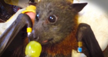 Charlie The Bat Sure LOVES His Grapes – This Is ULTRA Cute!
